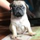 Pug Puppies for sale in Hartford, CT 06106, USA. price: $500