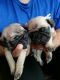 Pug Puppies for sale in 51 W Olive Ave, Glendale, AZ 85302, USA. price: NA