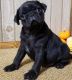 Pug Puppies for sale in Buechel, KY 40218, USA. price: $500