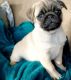Pug Puppies for sale in Mountain Brook, AL 35209, USA. price: NA