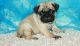Pug Puppies for sale in Lowell, MA 01852, USA. price: NA