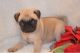 Pug Puppies for sale in Calabasas, CA, USA. price: NA