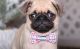 Pug Puppies for sale in Columbus, OH 43214, USA. price: NA
