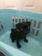 Pug Puppies for sale in McKinney, TX 75070, USA. price: $500