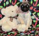 Pug Puppies for sale in St. Louis, MO, USA. price: NA
