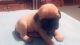 Pug Puppies for sale in Porter, TX 77365, USA. price: $650