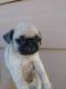 Pug Puppies for sale in Newark, NJ, USA. price: NA