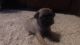 Pug Puppies for sale in Porter, TX 77365, USA. price: $650