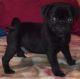 Pug Puppies for sale in Saginaw, MI 48604, USA. price: $600