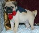 Pug Puppies for sale in Las Cruces, NM, USA. price: NA