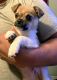 Pug Puppies for sale in Wapato, WA 98951, USA. price: NA