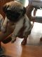 Pug Puppies for sale in Porter, TX 77365, USA. price: $600