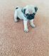 Pug Puppies for sale in 1500 South, US-91, Logan, UT 84321, USA. price: NA