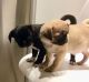 Pug Puppies for sale in Michigan City, IN, USA. price: NA