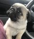 Pug Puppies for sale in California St, San Francisco, CA, USA. price: NA