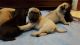 Pug Puppies for sale in Seattle, WA 98168, USA. price: NA