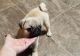 Pug Puppies for sale in Aztec, NM, USA. price: NA