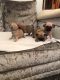Pug Puppies for sale in 33125 US Hwy 19 N, Palm Harbor, FL 34684, USA. price: NA