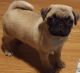 Pug Puppies for sale in Baltimore, MD, USA. price: $400