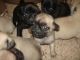 Pug Puppies for sale in 33125 US Hwy 19 N, Palm Harbor, FL 34684, USA. price: $650