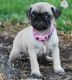 Pug Puppies for sale in Louisville, KY 40210, USA. price: $500