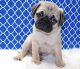 Pug Puppies for sale in Chicago, IL 60668, USA. price: $400