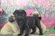 Pug Puppies for sale in Charlotte, NC, USA. price: NA