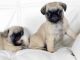 Pug Puppies for sale in Ascutney St, Windsor, VT 05089, USA. price: NA