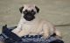 Pug Puppies for sale in Detroit, MI, USA. price: $500