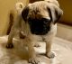 Pug Puppies for sale in Indianapolis, IN 46283, USA. price: $400