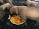 Pug Puppies for sale in Pittsburgh, PA, USA. price: NA