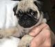 Pug Puppies for sale in Milwaukee, WI 53263, USA. price: $400