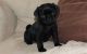 Pug Puppies for sale in Beaverton, OR, USA. price: NA