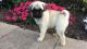 Pug Puppies for sale in Bradford Woods, PA 15015, USA. price: NA