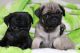 Pug Puppies for sale in Washington, DC, USA. price: NA