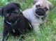 Pug Puppies for sale in Ashburnham, MA, USA. price: NA