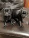Pug Puppies for sale in Sardinia, OH 45171, USA. price: $800