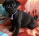Pug Puppies for sale in San Leandro, CA, USA. price: NA