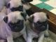 Pug Puppies for sale in Los Andes St, Lake Forest, CA 92630, USA. price: $300