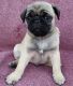 Pug Puppies for sale in Roanoke, VA 24030, USA. price: NA