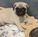 Pug Puppies for sale in Lawrenceville, GA, USA. price: NA