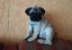 Pug Puppies for sale in Des Plaines, IL, USA. price: NA