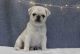 Pug Puppies for sale in Ann Arbor, MI, USA. price: NA
