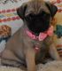 Pug Puppies for sale in Worcester, MA, USA. price: NA