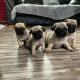 Pug Puppies for sale in North Beach Boulevard, North Myrtle Beach, SC 29582, USA. price: $500