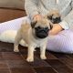 Pug Puppies for sale in Springfield, MA 01119, USA. price: NA