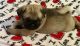 Pug Puppies for sale in Louisville, KY, USA. price: $500