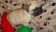 Pug Puppies for sale in Columbia, SC 29201, USA. price: NA