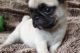 Pug Puppies for sale in White River Junction, Hartford, VT, USA. price: NA