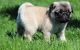 Pug Puppies for sale in Pasadena, CA, USA. price: NA